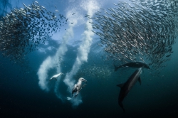 Lecoeur Grégory - France Des fous du cap et dauphins communs attaquant des sardines, Afrique du Sud