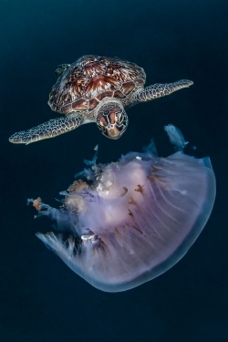 Roscigno Domenico - Italie Tortue verte mangeant une méduse, Atoll de Baa, les Maldives