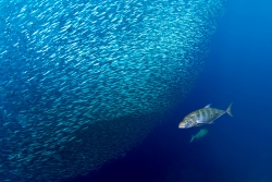 Van Den Borre Els - Belgique Banc de sardines avec des Carangues jaunes, Raja Ampat, Indonésie