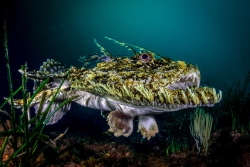 Gargiulo Marco - Italie Boudroie dans la Baie di Puolo, Naples, Italie