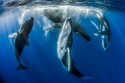 Fabien Michenet - Parade amoureuse de baleines à bosses, Tahiti