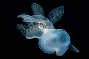 David Salvatori - Nudibranche (Melibe leonina), Colombie-Britannique, Canada
