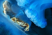 Ianniello Salvatori - Crabe vert dans une Méduse (Rhizostoma pulmo), Golfe de Naple, Italie