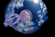 Ianniello Salvatori - Bonite juvénile avec une Méduse (Pelagia noctiluca), Golfe de Naples, Italie