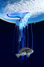 Tenerife, Espagne - Physalie capturant un poisson juvénile pélagique
