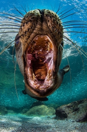 Mer de Cortez, Mexique - Un Phoque