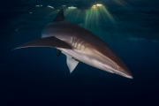 Pacifique, Mexique - Un Requin Soyeux