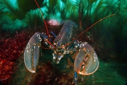 Valentia Island, Irelande - Langouste Européenne