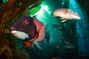 Catalina Island, Californie - Un couple de Labres Californien