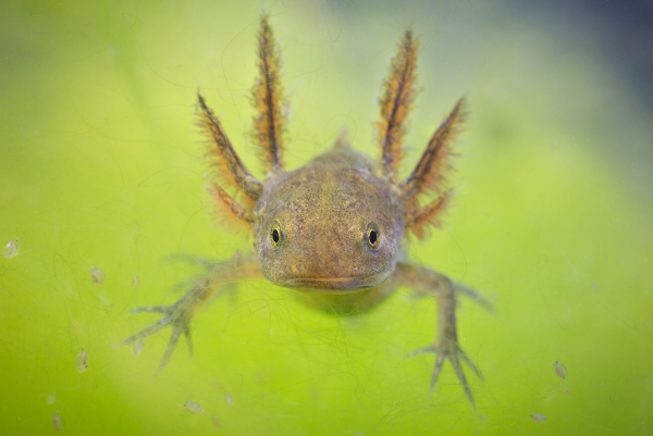 Rimini, Italie - Triton (Triturus carnifex)