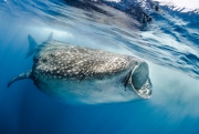 Requin baleine, Isla Contoy, Mexique