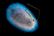 Crevette pélagique (Funchalia villosa) sur un pyrosome, Tahiti, Polynésie française