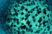 Mobula sp. Aggregation, Mer de Cortez, Mexique