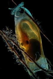 Scyliorhinus canicula , œuf d’une Roussette, île de Giglio, Italie