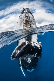 Baleine à bosse, Île de Vava'u, Tonga