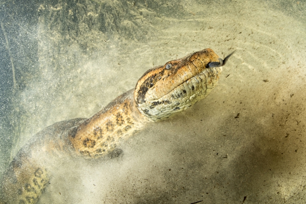 Anaconda vert (Eunectes murinus), Rivière Formoso, Mato Grosso do Sul, Brasil
