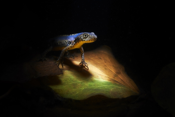 Triton Alpestre, La Spezia, Italie